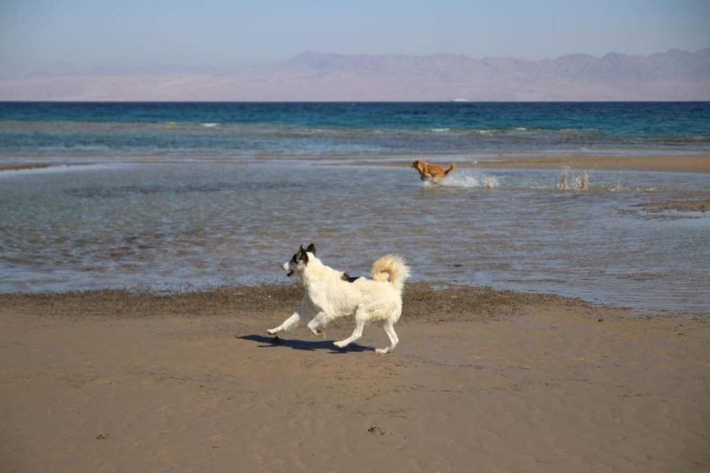 Sebaii Camp السباعى كامب شاطئ الترابين بجوار ويت بالس Hostel Nuweiba Exterior photo